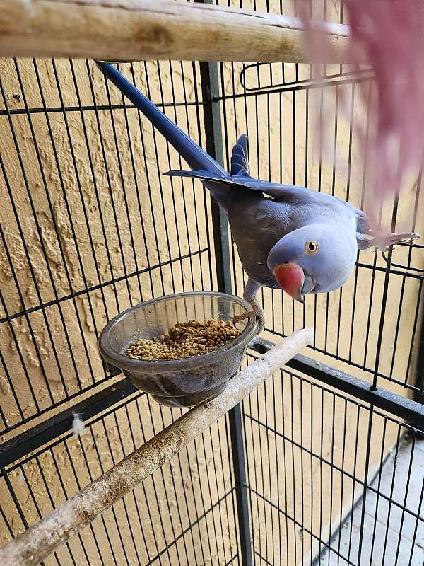 ringneck-parakeet-for-sale-in-sunrise-fl