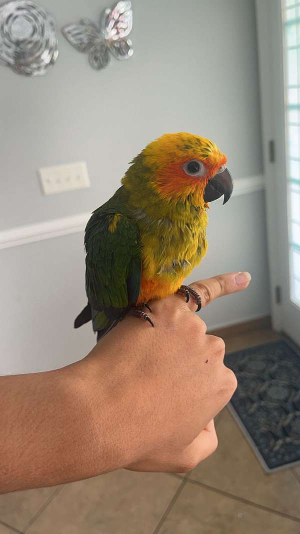 Baby sun conures