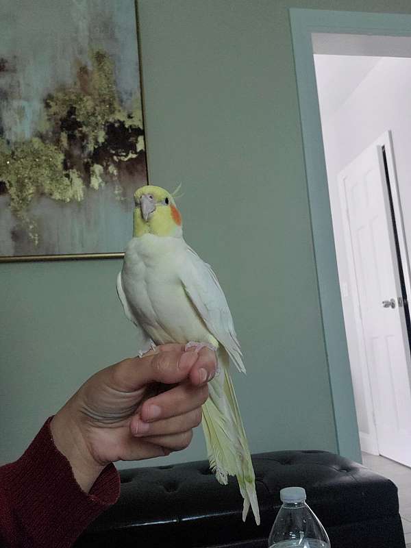 female-bird-for-sale-in-yonkers-ny