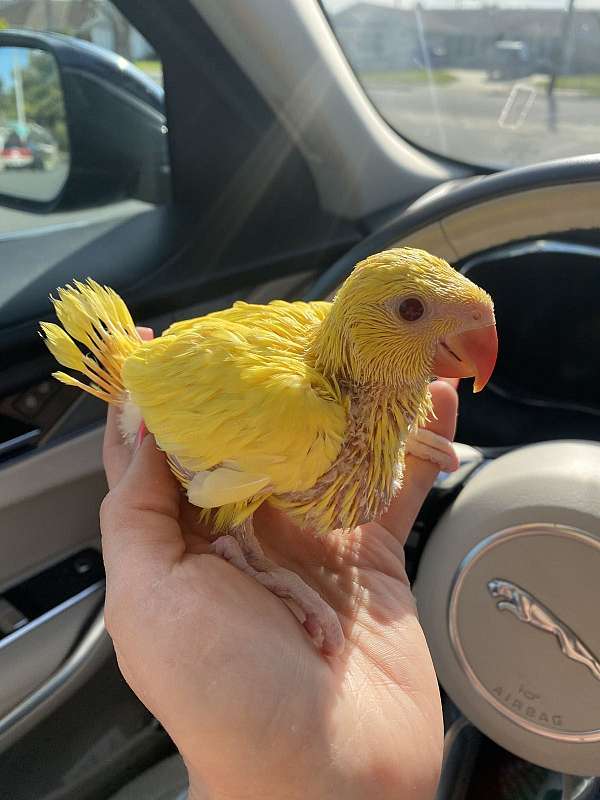 cockatoo-parrot-for-sale-in-mission-viejo-ca