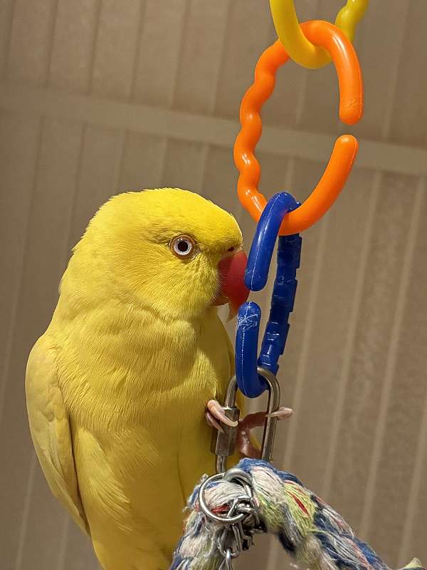 young-cockatoo-parrot-for-sale