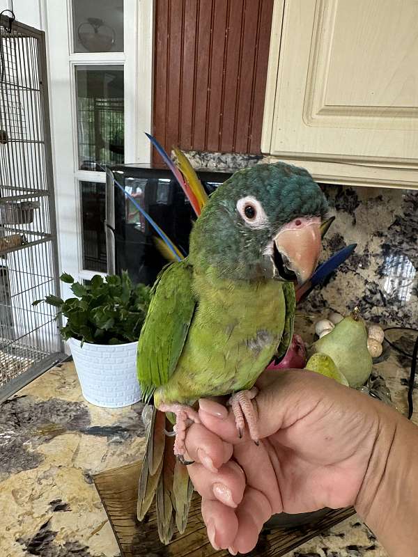 blue-crown-conure-for-sale-in-naples-fl