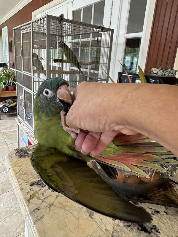 blue-crown-conure-for-sale