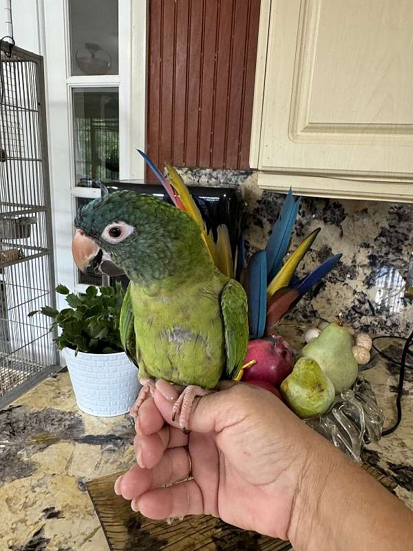 conure-blue-crown-conure-for-sale-in-naples-fl