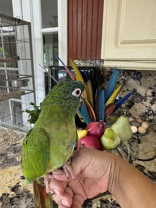 baby-blue-crown-conure-for-sale