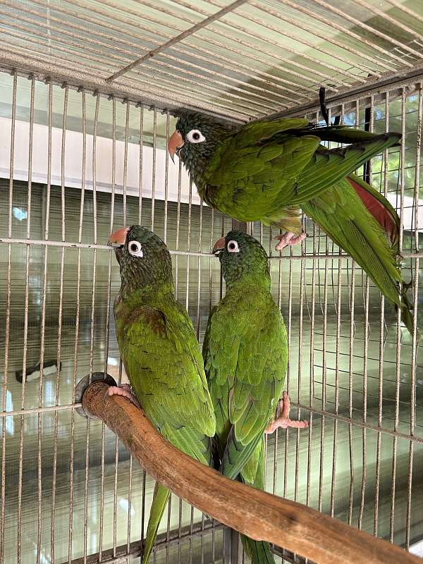 blue-crown-conure-for-sale-in-naples-fl