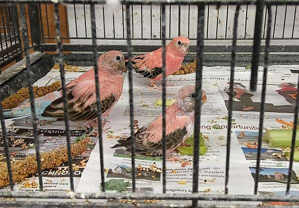 conure-for-sale