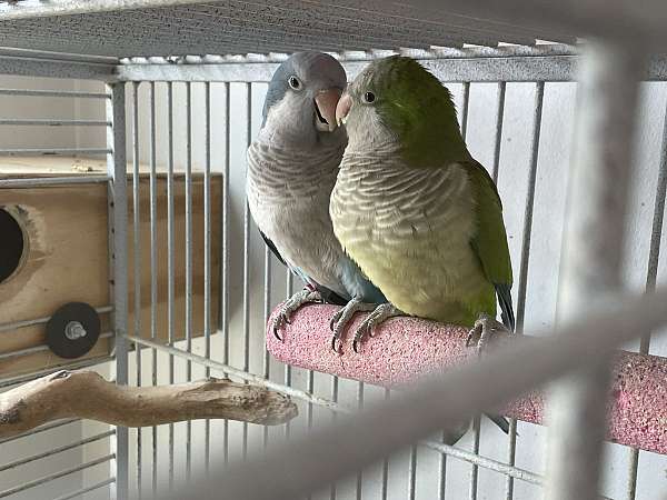 quaker-parrots-for-sale