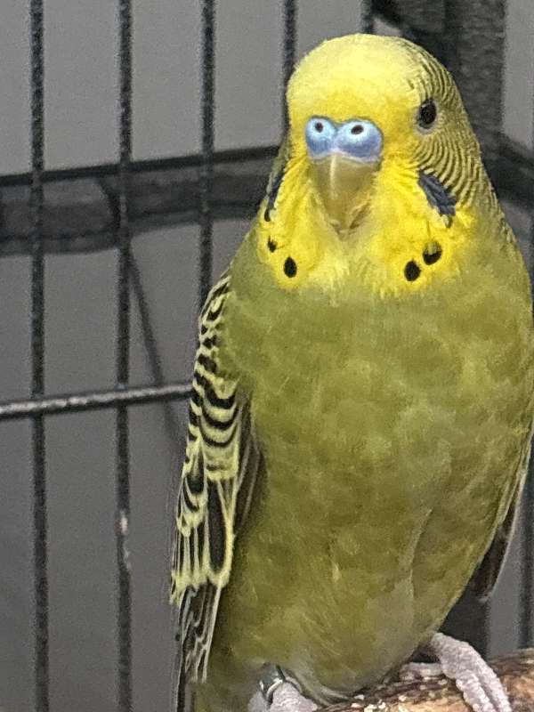 small-bird-for-sale-in-glen-burnie-md