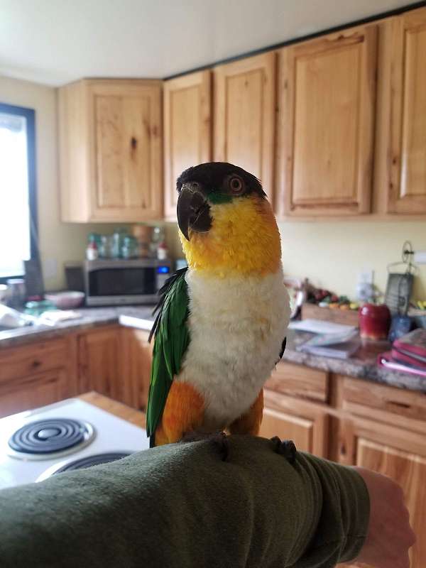 black-headed-caique-for-sale-in-somerset-ky
