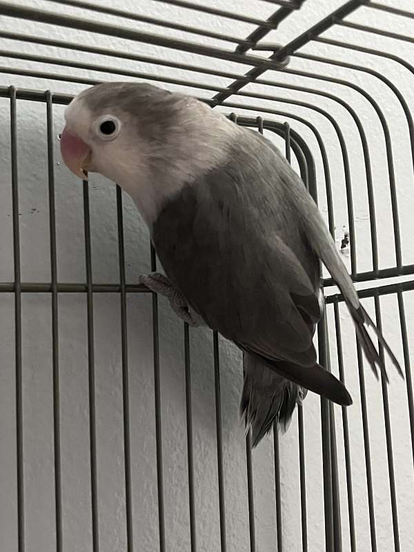 lovebird-for-sale