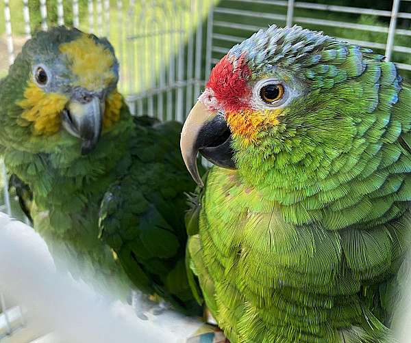 amazon-parrot-for-sale-in-gibsonia-pa