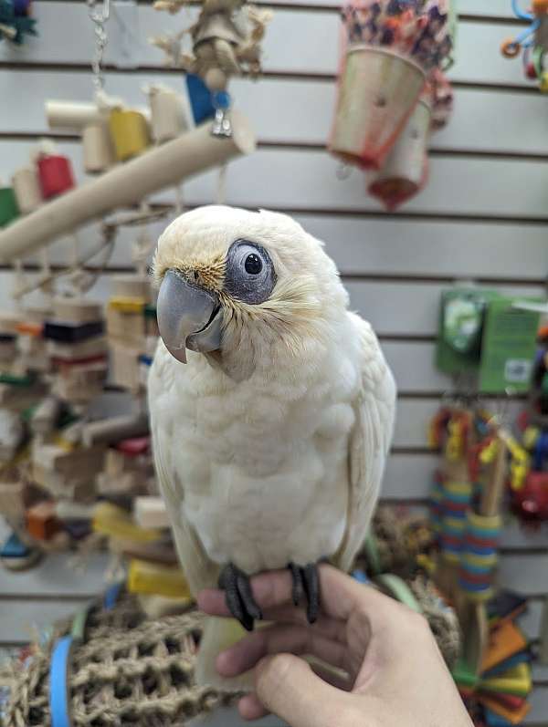 goffin-cockatoo-for-sale