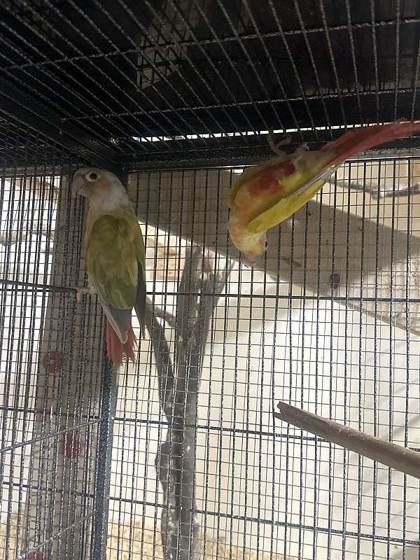 red-bird-for-sale-in-elkridge-md