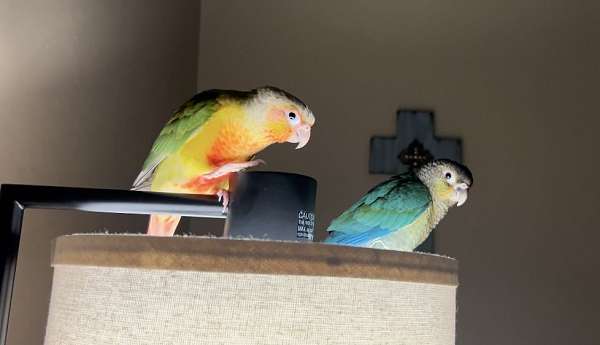 conure-green-cheek-conure-for-sale-in-bessemer-city-nc