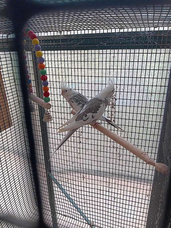 cockatiel-for-sale-in-bessemer-city-nc