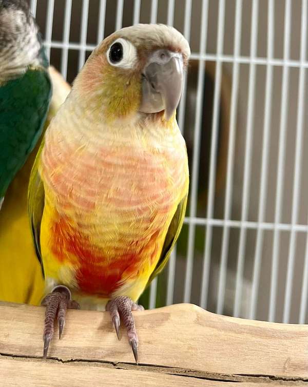 green-cheek-conure-for-sale