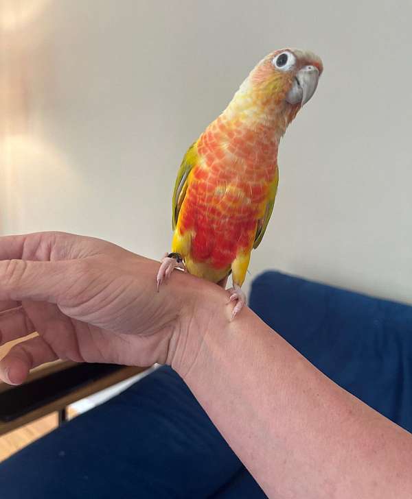 green-cheek-conure-for-sale