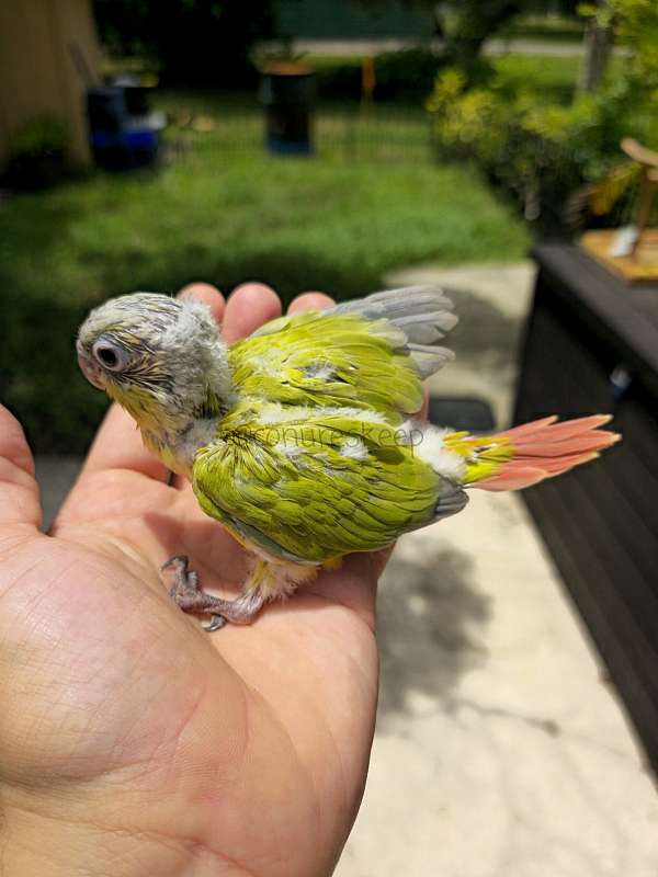 green-cheek-conure-for-sale-in-new-smyrna-beach-fl