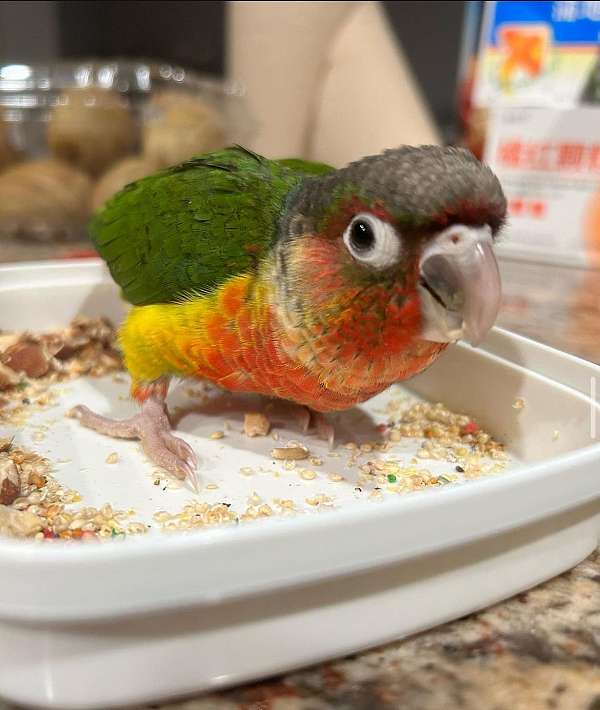 green-cheek-conure-for-sale