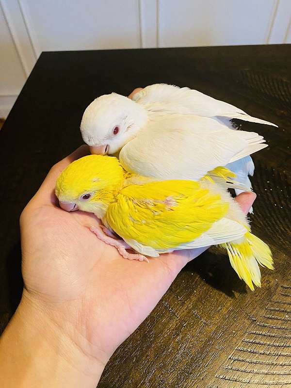white-yellow-parrot-quaker-parrots-for-sale