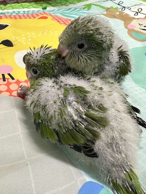 parrot-quaker-parrots-for-sale-in-reynoldsburg-oh