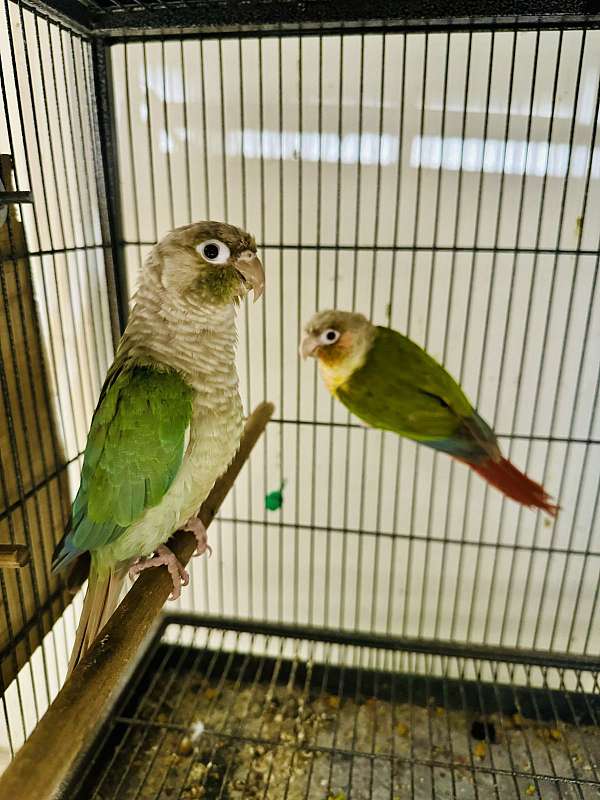 green-cheek-conure-for-sale