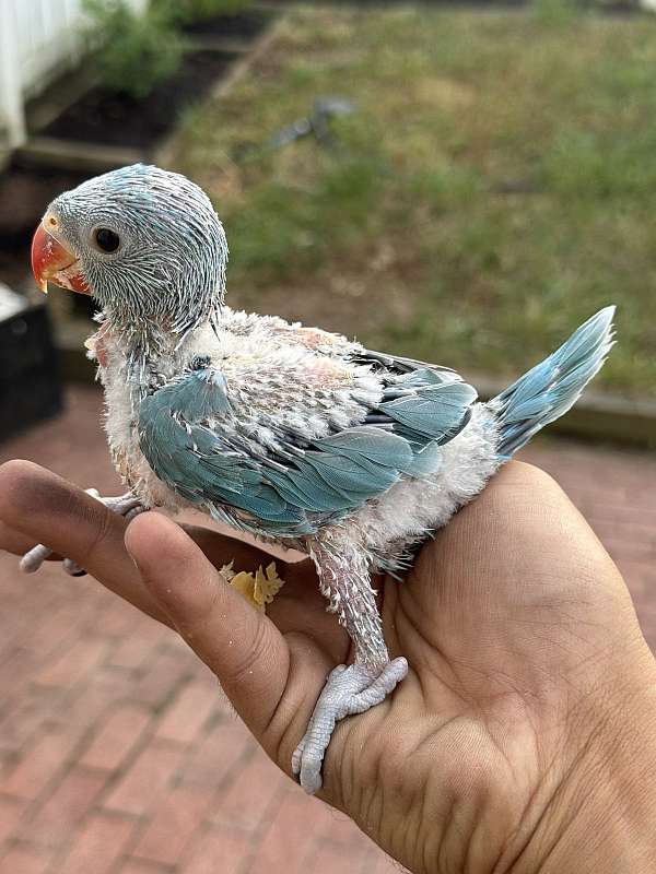 ringneck-parakeet-for-sale