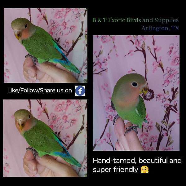 lovebird-for-sale