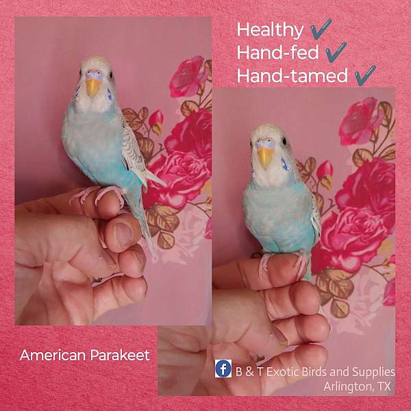 parakeet-for-sale