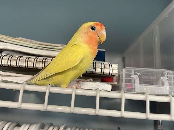 lovebird-for-sale