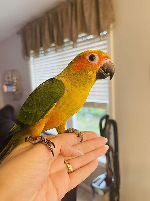 conure-for-sale