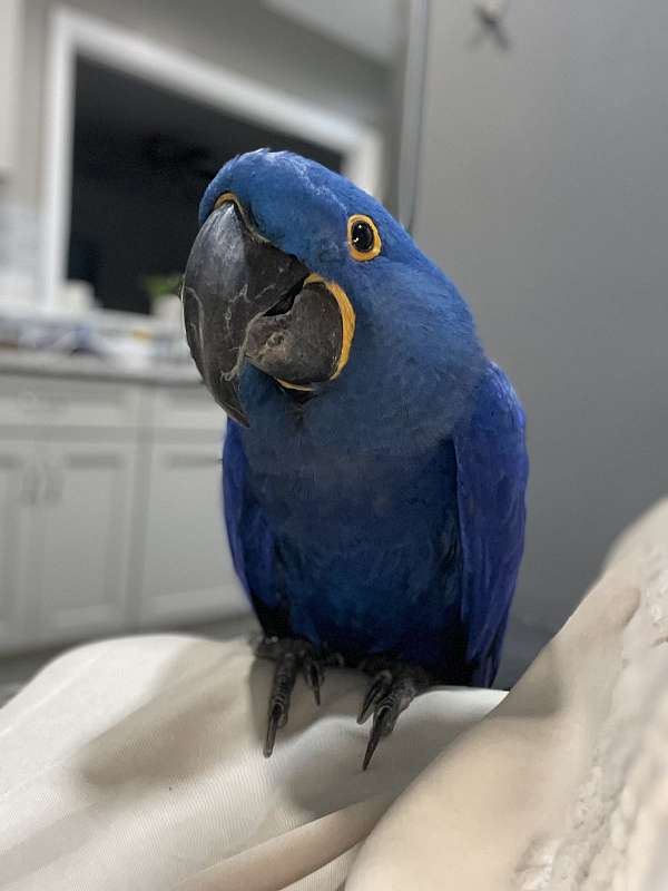 hyacinth-macaw-for-sale