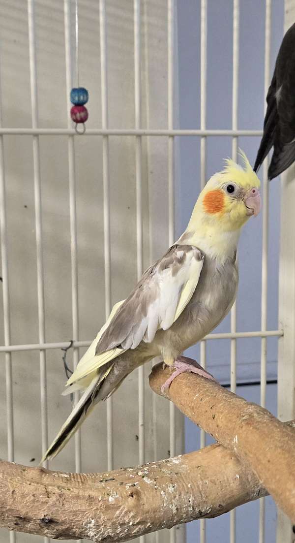 cockatiel-for-sale