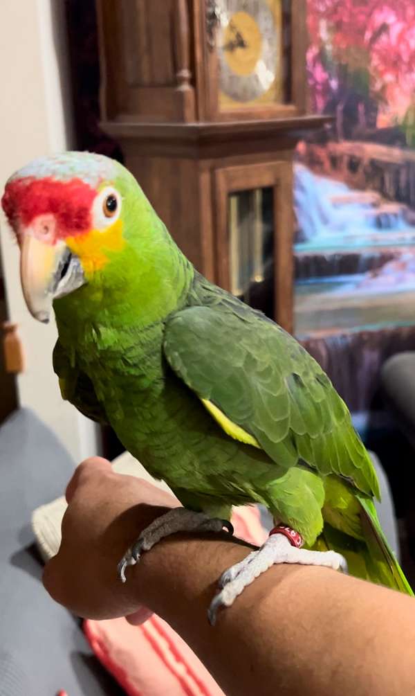 pet-tame-red-lored-amazon-parrot-for-sale