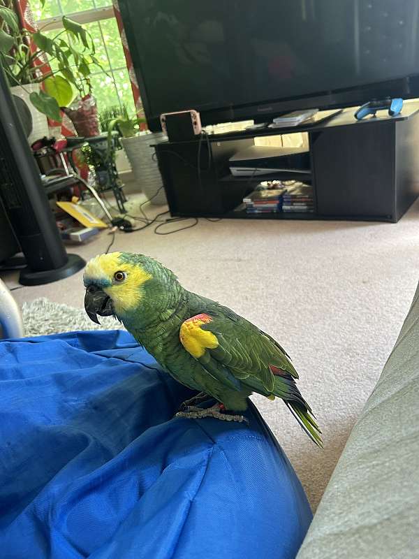 aggressive-tame-blue-front-amazon-parrot-for-sale