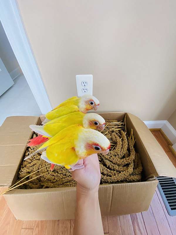 green-cheek-conure-for-sale-in-clarksburg-md