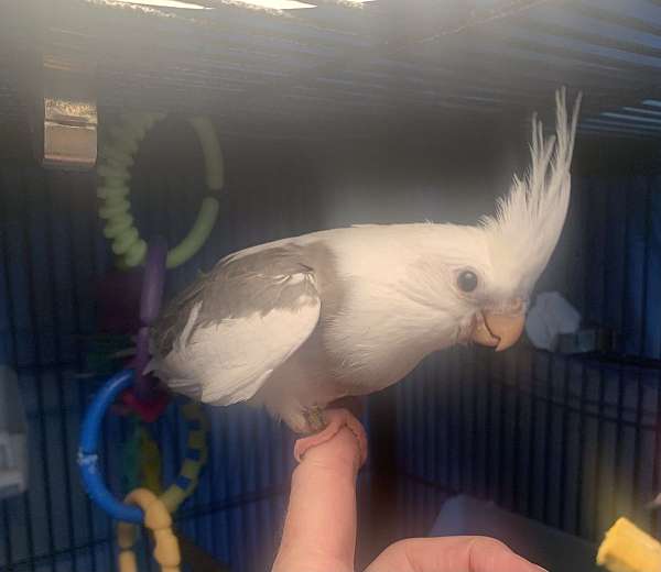 cockatiel-for-sale