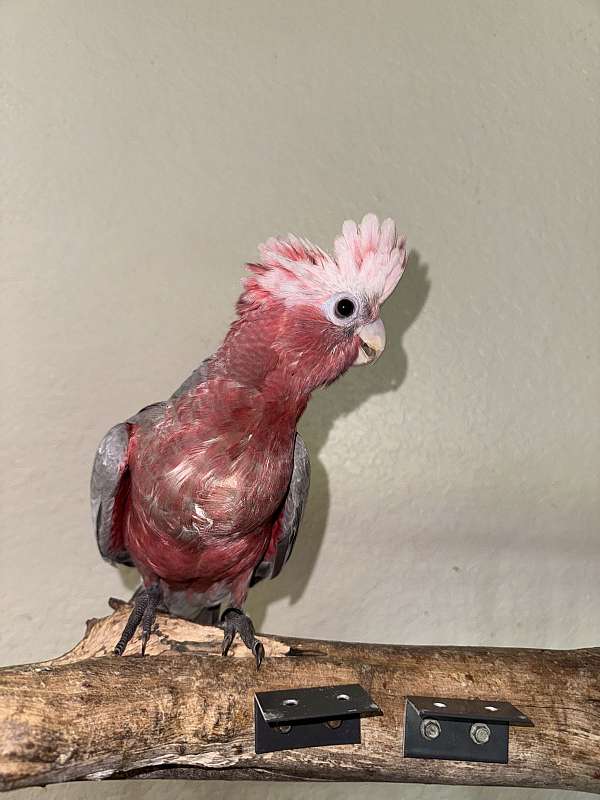 rose-breasted-cockatoo-for-sale-in-naples-fl