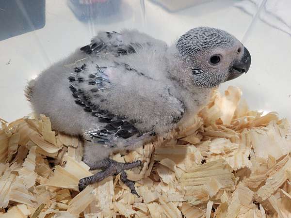 african-grey-parrot-for-sale