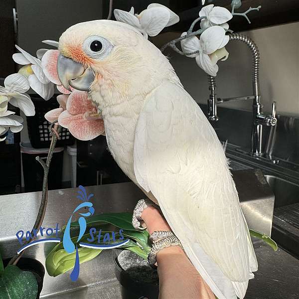 goffin-cockatoo-for-sale