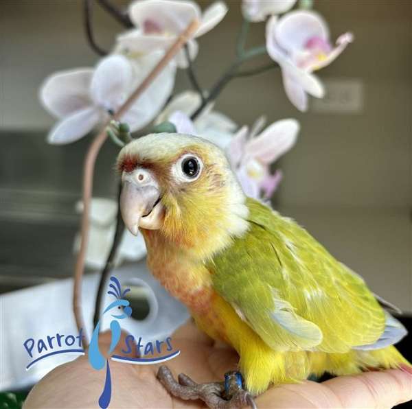 green-cheek-conure-for-sale