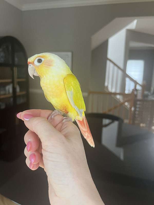 green-cheek-conure-for-sale