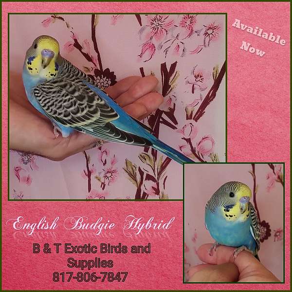 parakeet-for-sale