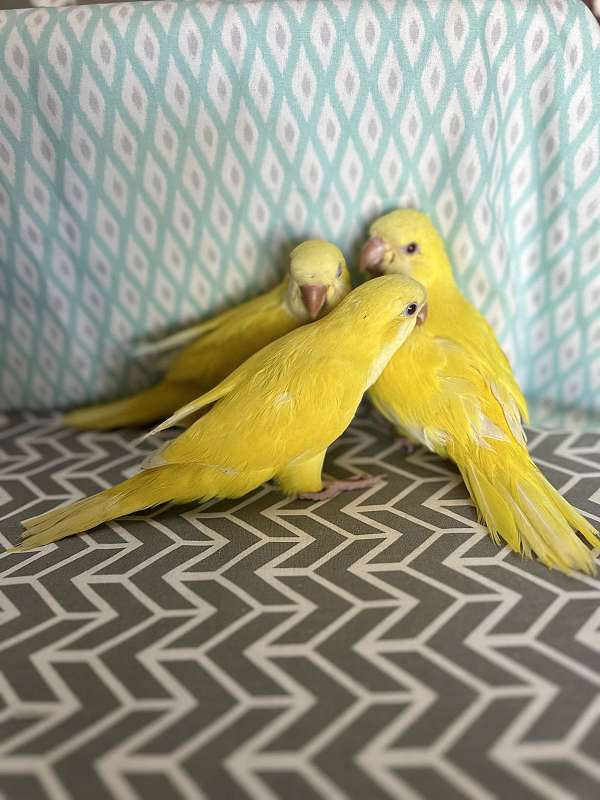 yellow-bird-for-sale-in-payette-id