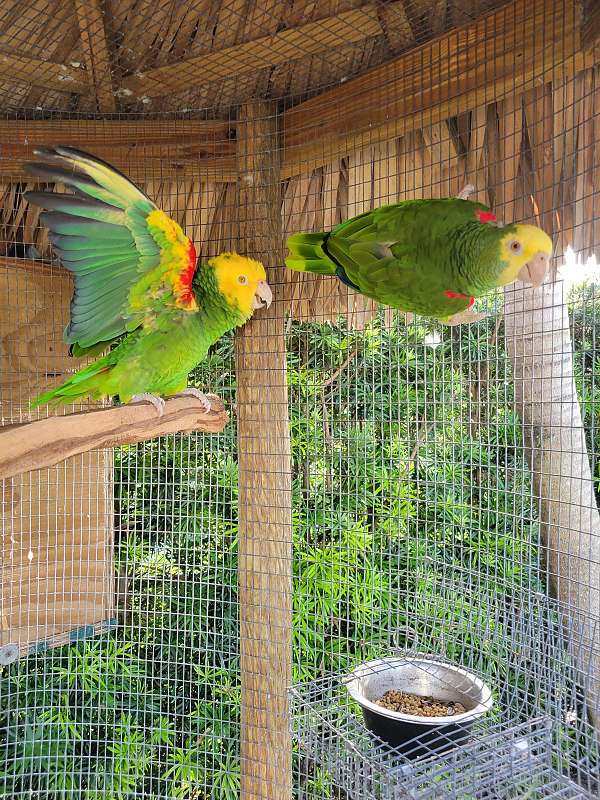 amazon-parrot-for-sale