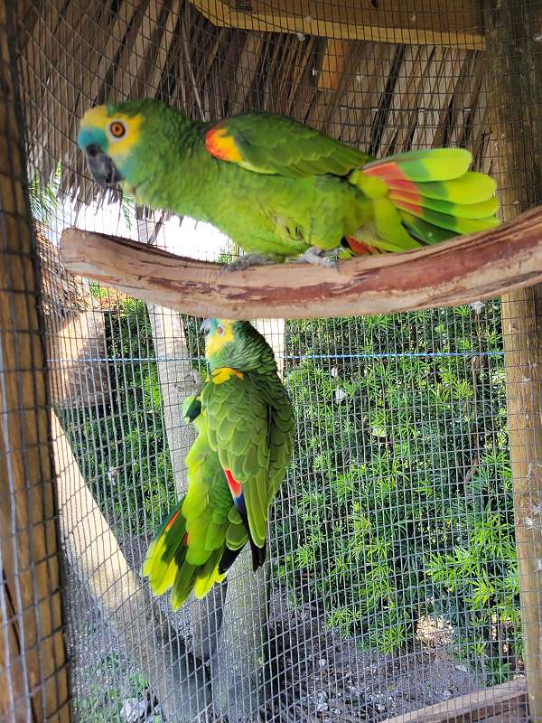 blue-front-amazon-parrot-for-sale