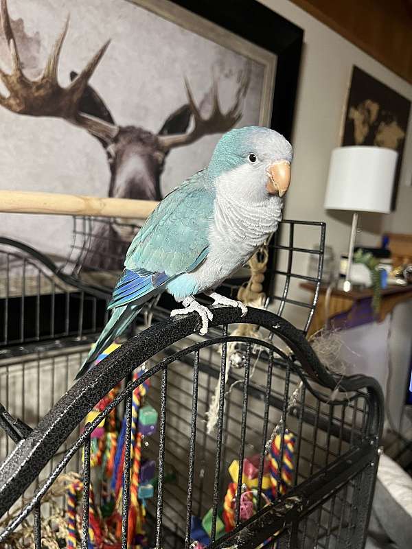 quaker-parrots-for-sale-in-lakeland-mn