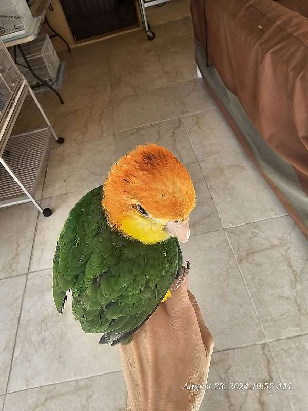 white-bellied-caique-for-sale