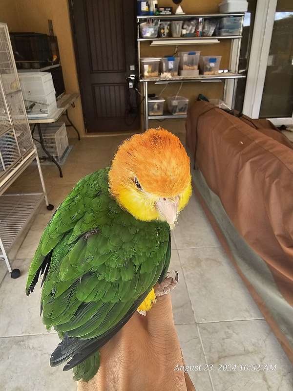 white-bellied-caique-for-sale-in-homestead-fl